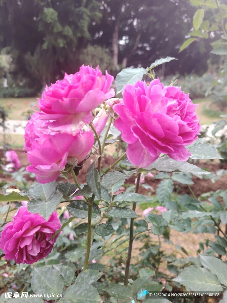 月季花
