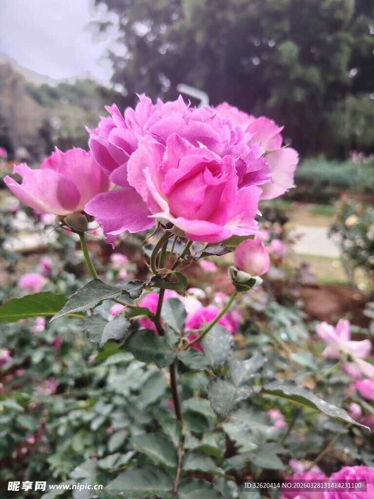 月季花