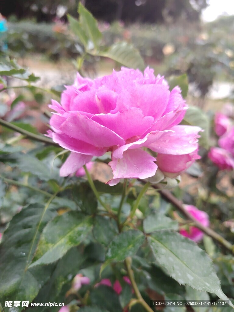 娇艳粉色月季花