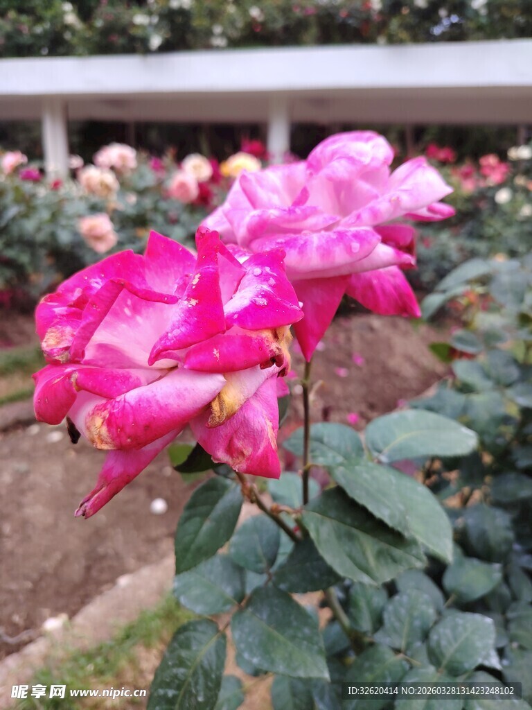 月季花