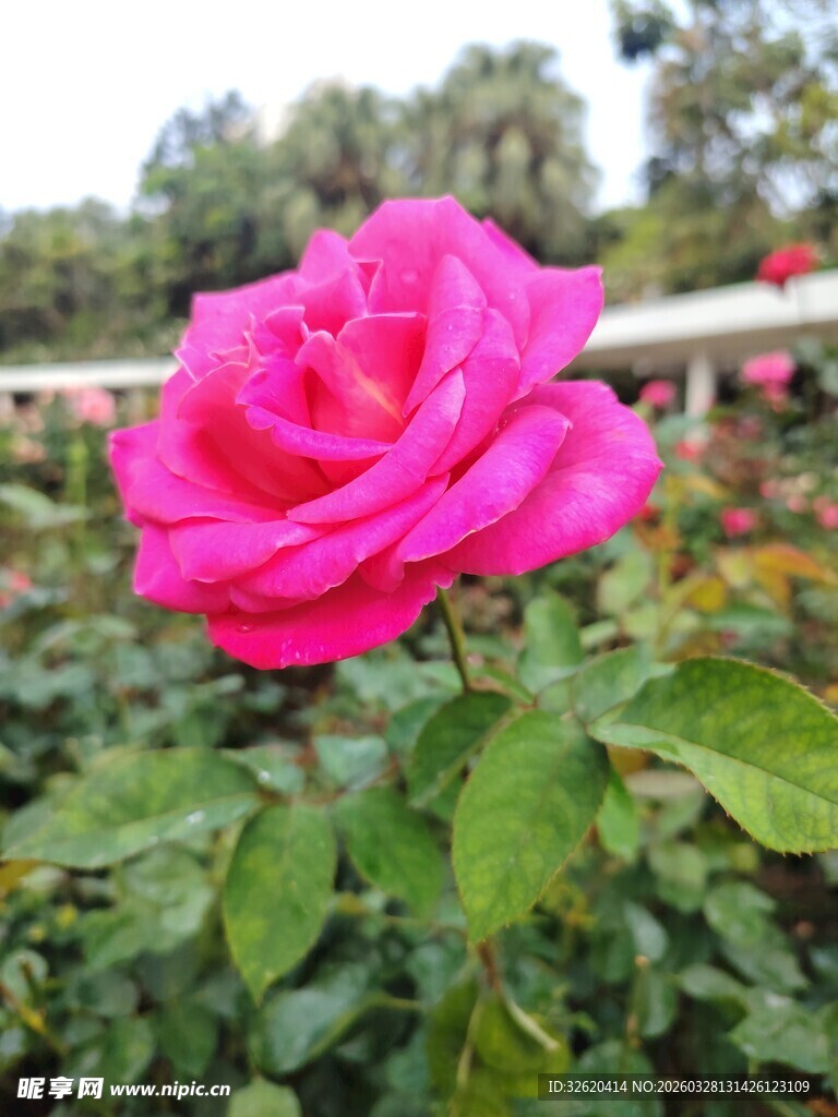 月季花