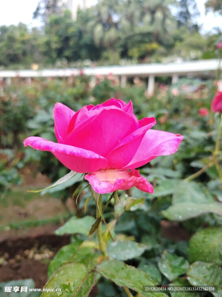 娇艳粉色月季花绽放
