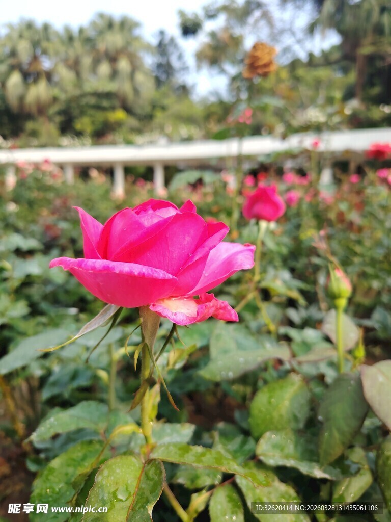月季花