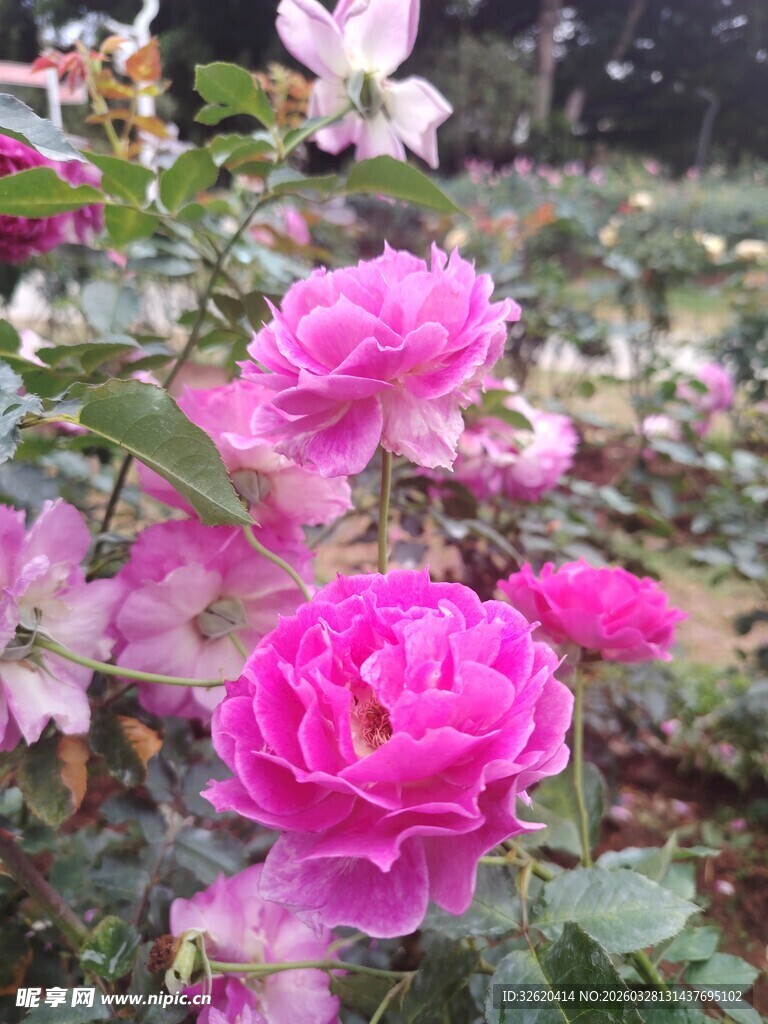 月季花