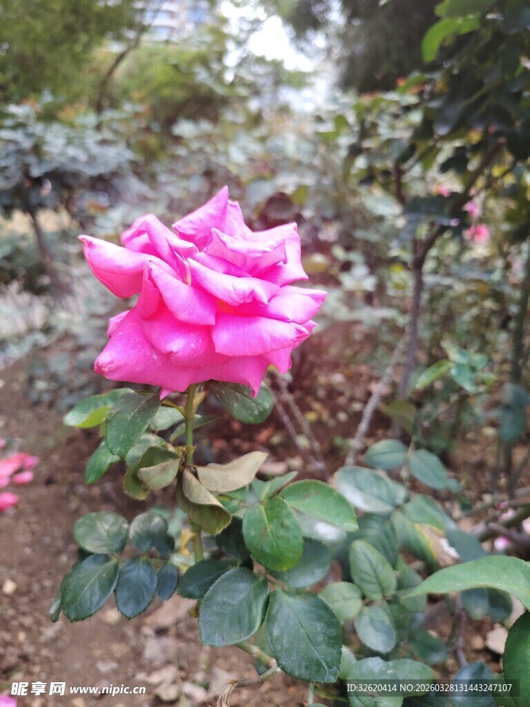 娇艳粉色月季花绽放