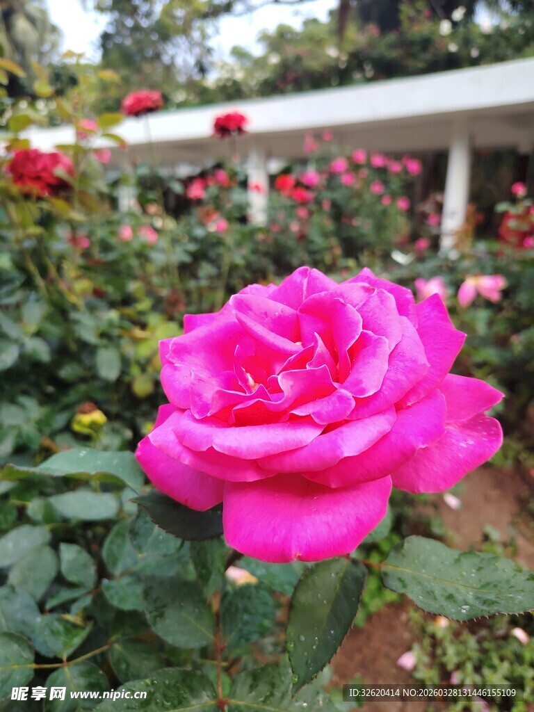 月季花