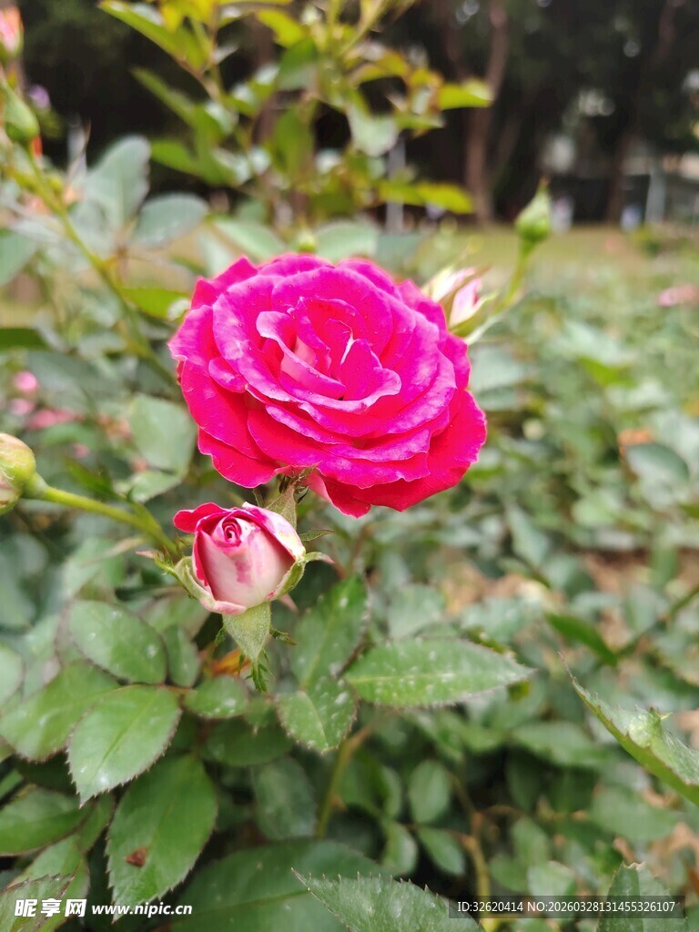 月季花