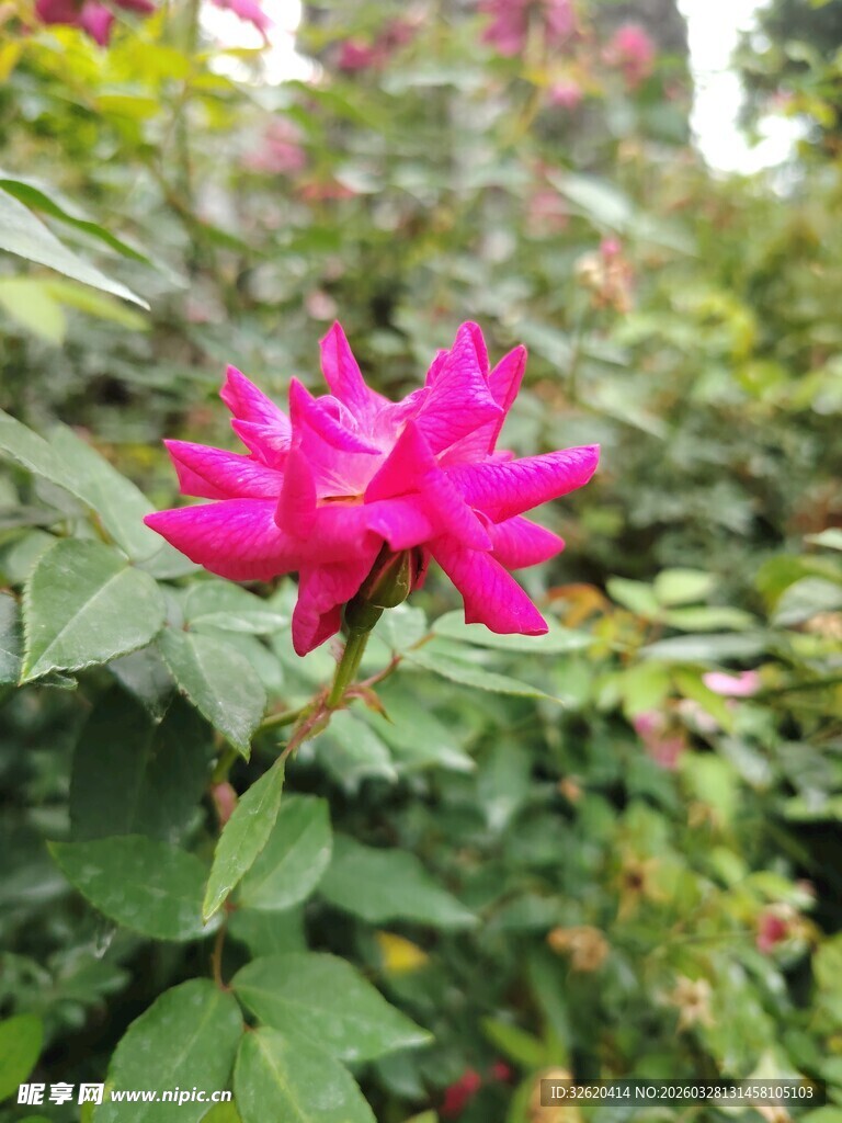 娇艳玫红花朵绽放