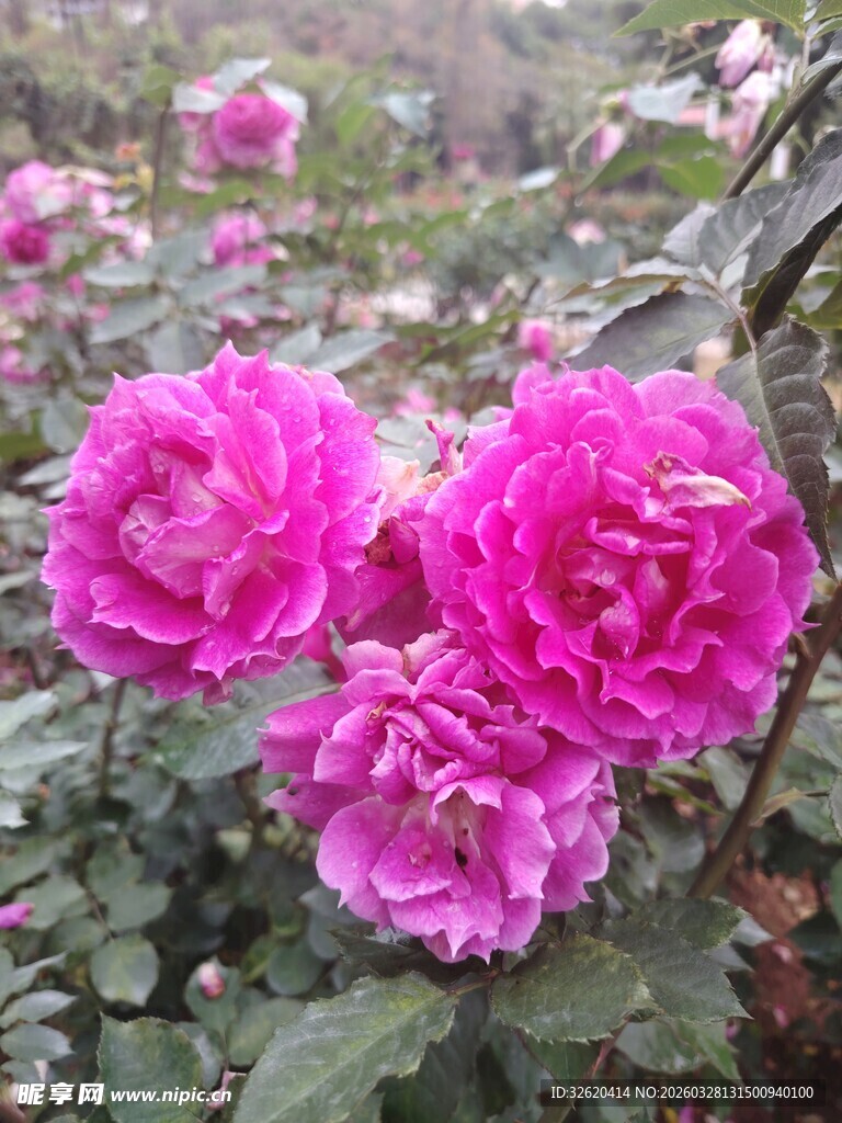 月季花