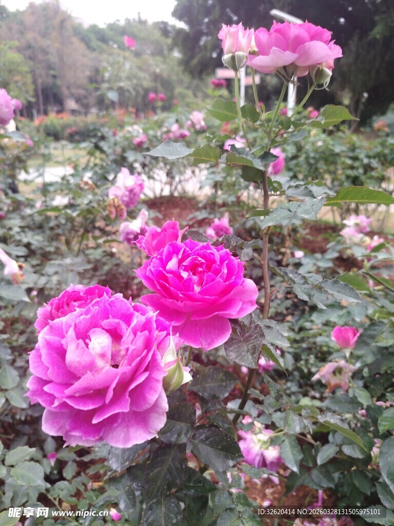 月季花