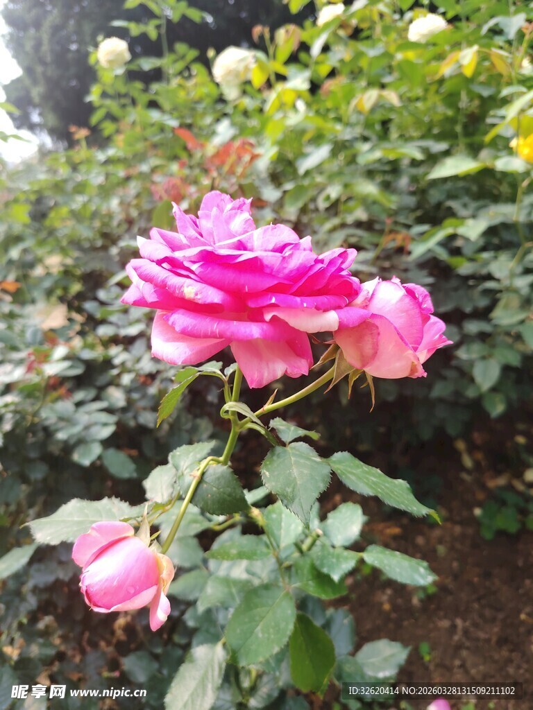 月季花