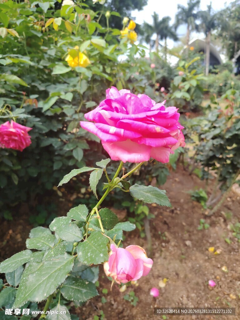 月季花