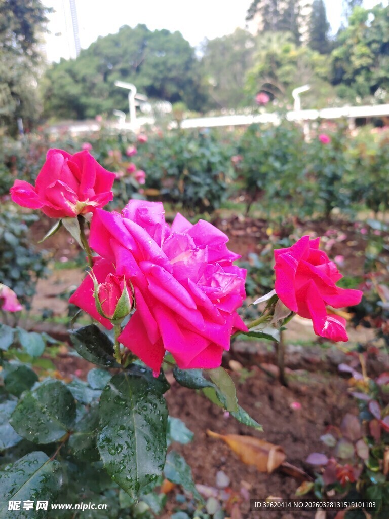 月季花