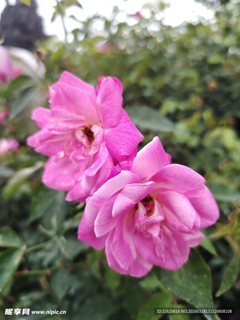 娇艳粉色月季花绽放