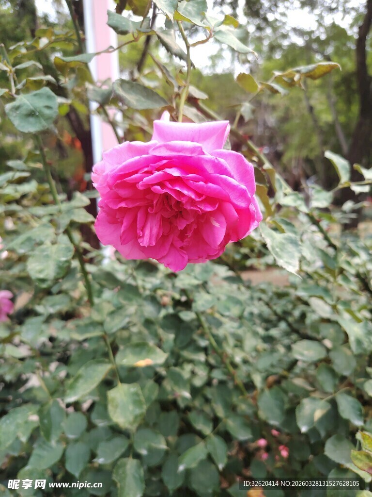 娇艳粉色月季花绽放