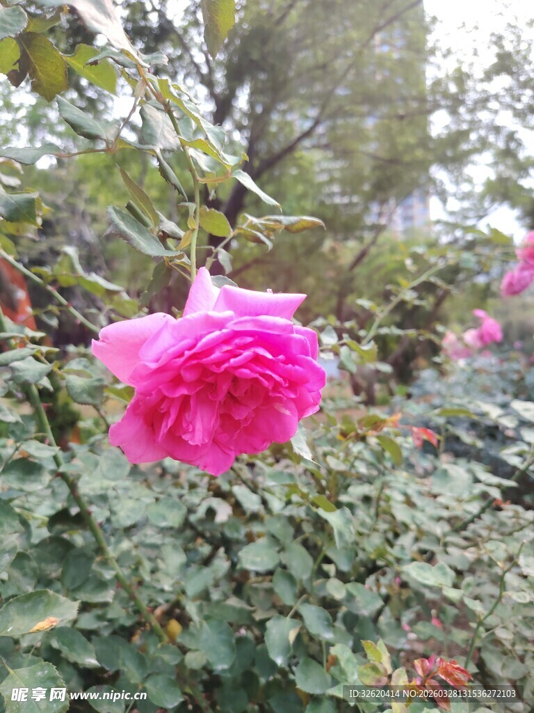 月季花