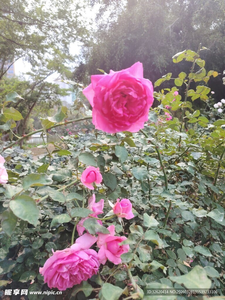 月季花