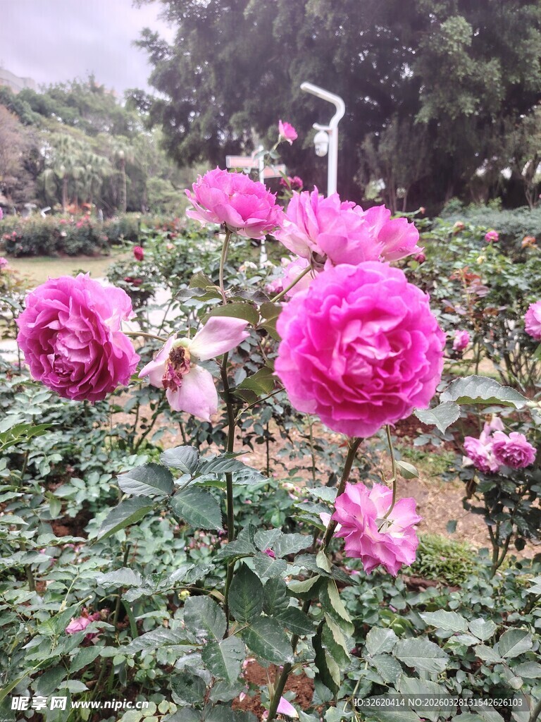 月季花
