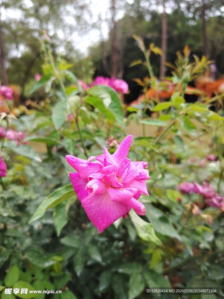 月季花