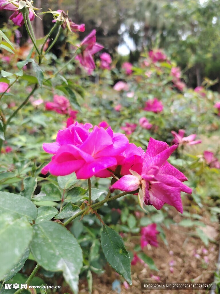 月季花
