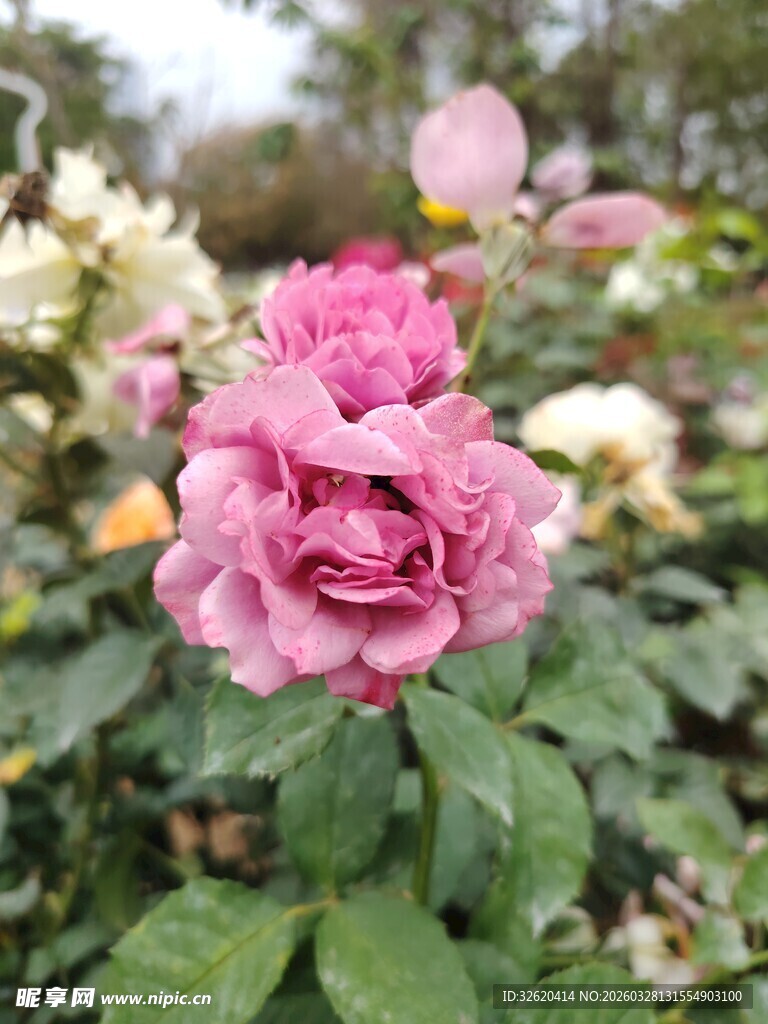 月季花