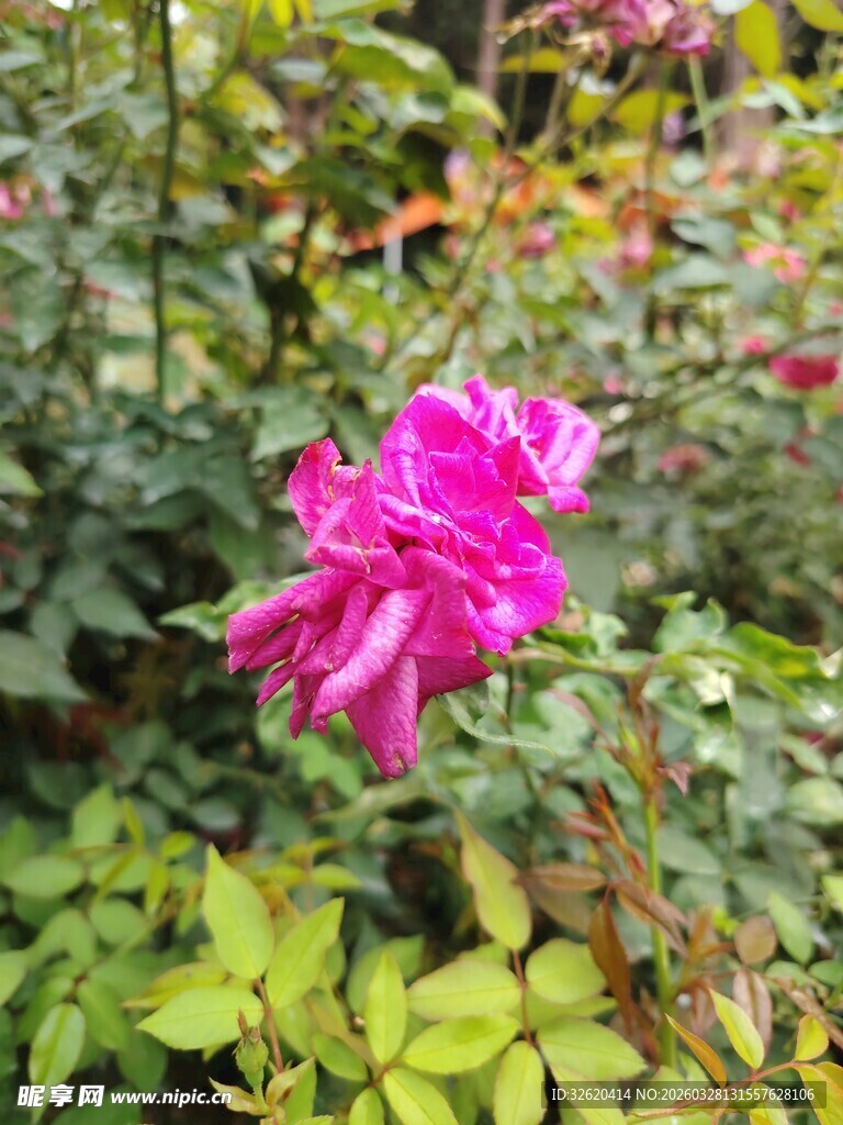 月季花