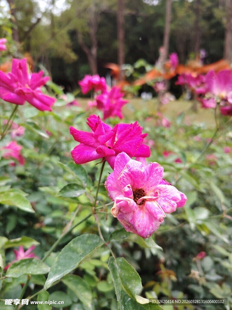 月季花