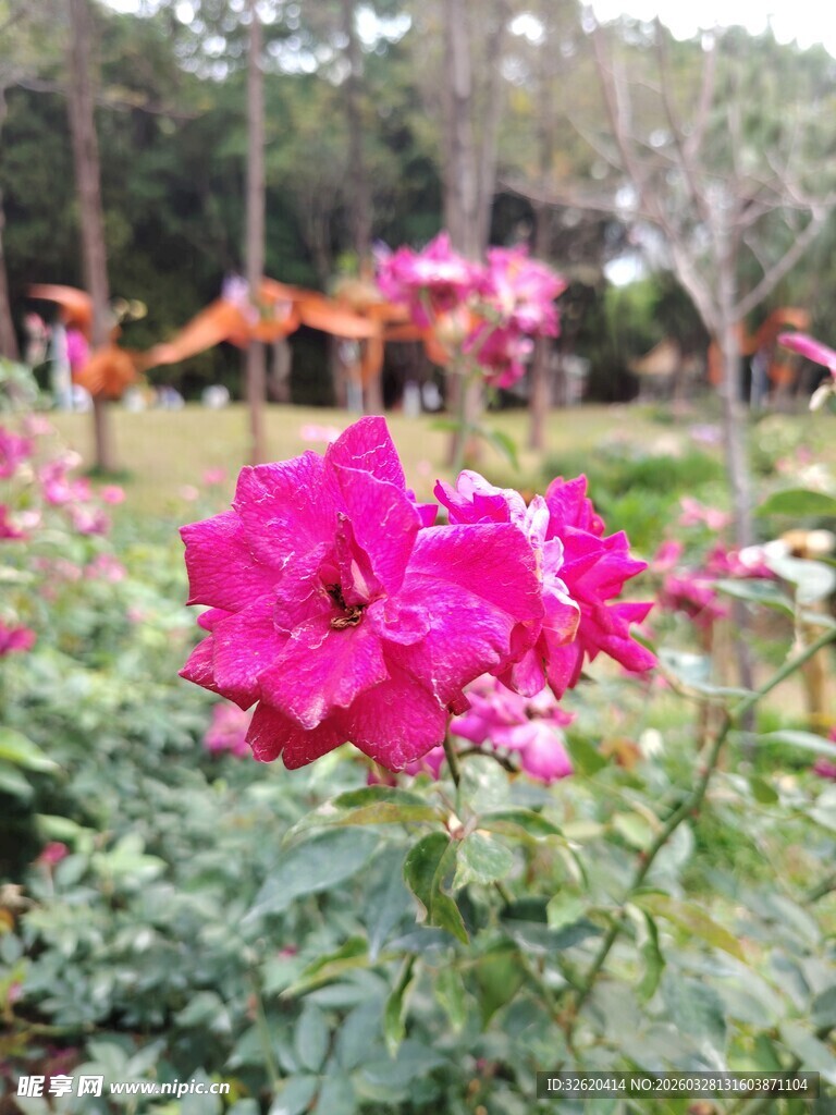 娇艳玫红花朵绽放花园
