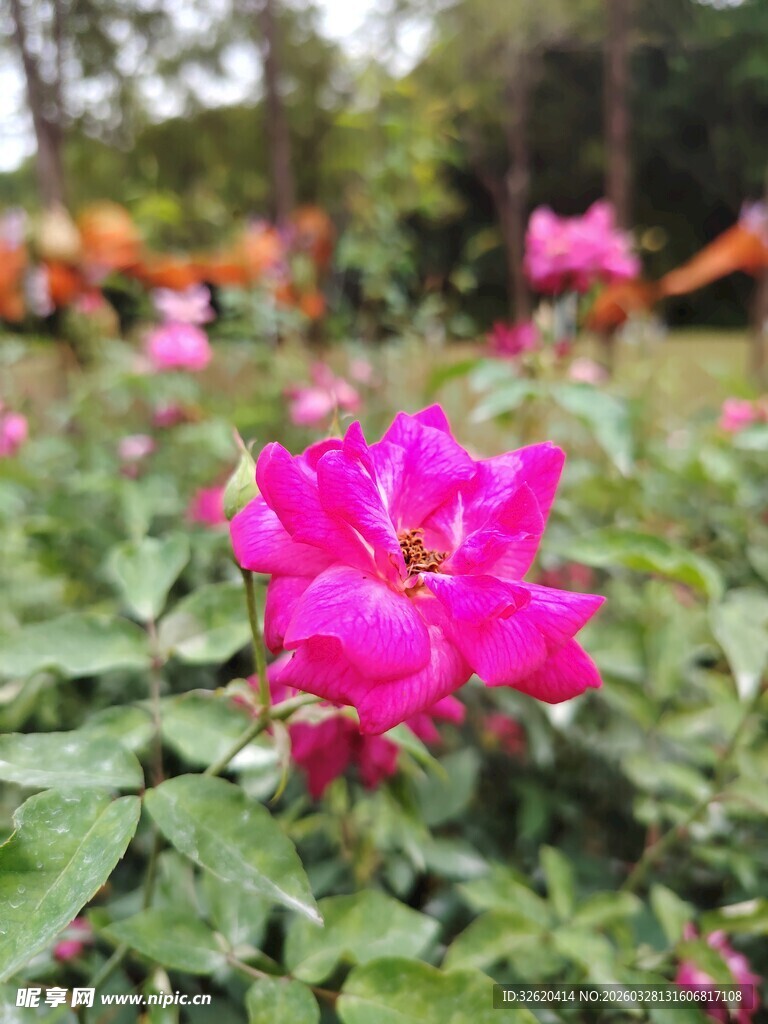 月季花