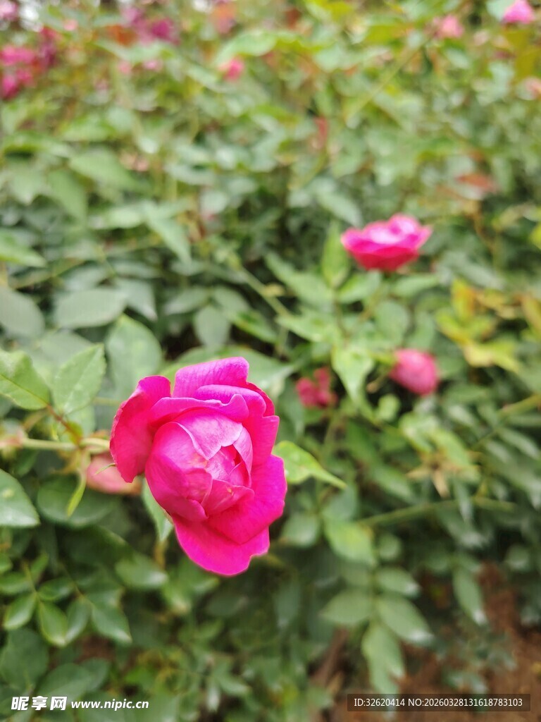 月季花