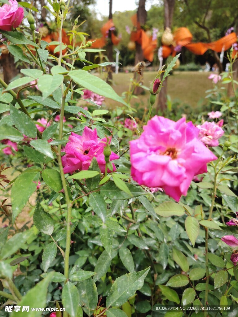 月季花