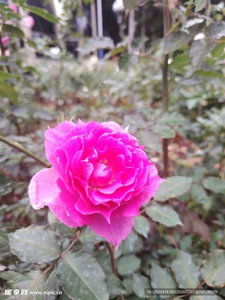 娇艳粉色月季花绽放