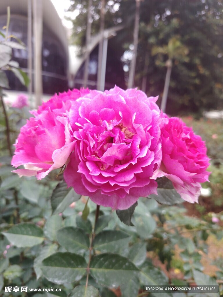 月季花