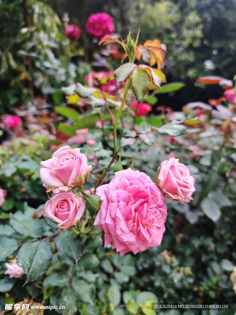月季花