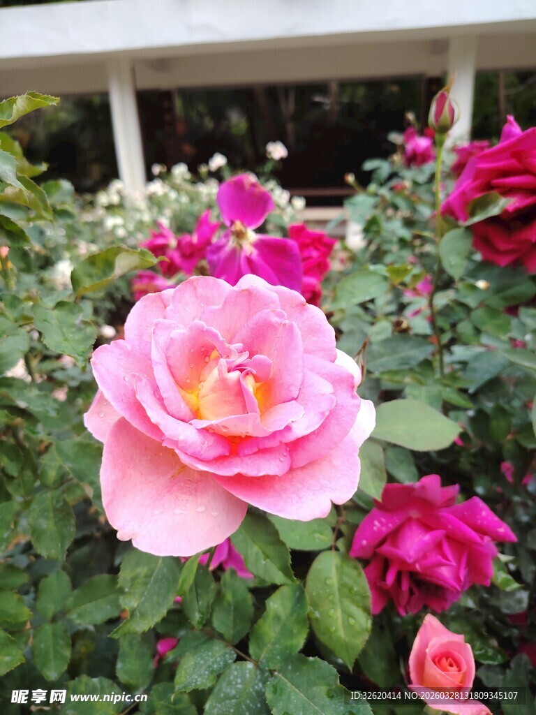月季花