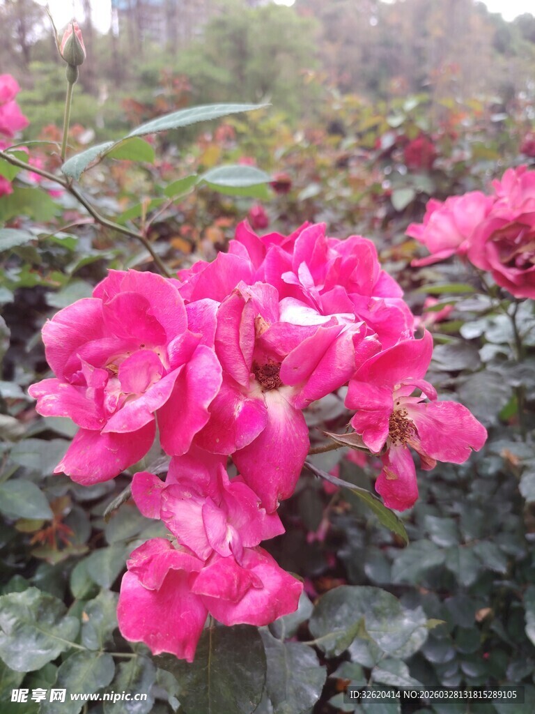 月季花