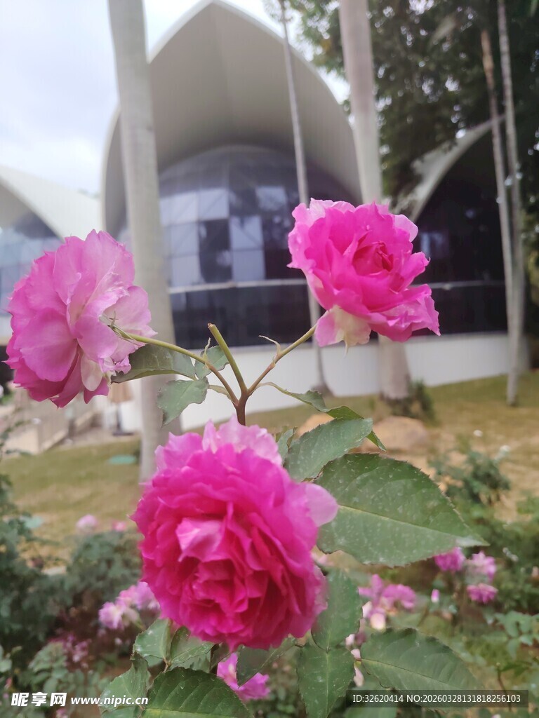 娇艳玫瑰绽放于建筑前