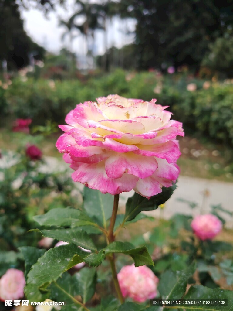 娇艳双色月季花绽放