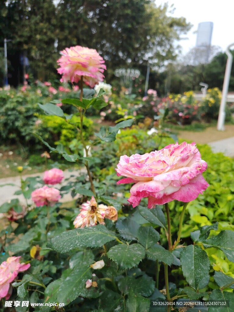 月季花