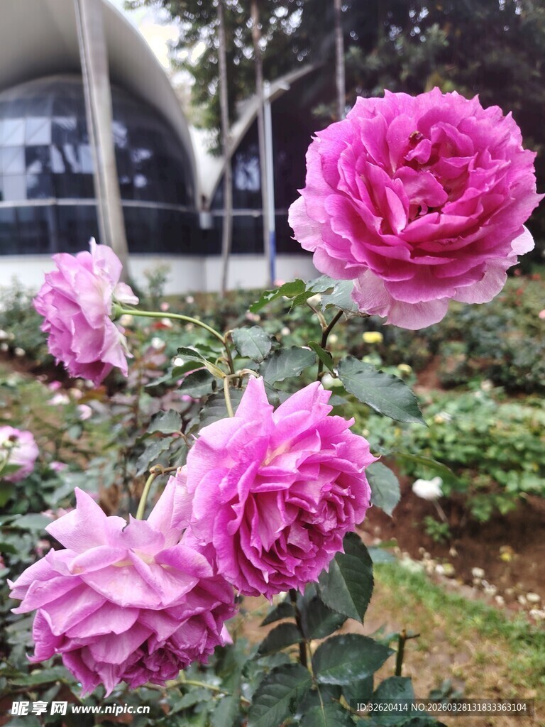 月季花