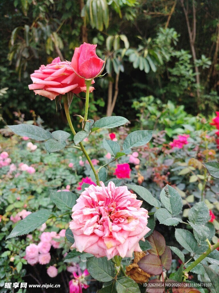 月季花