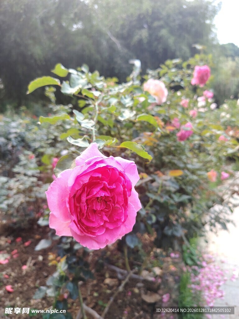月季花