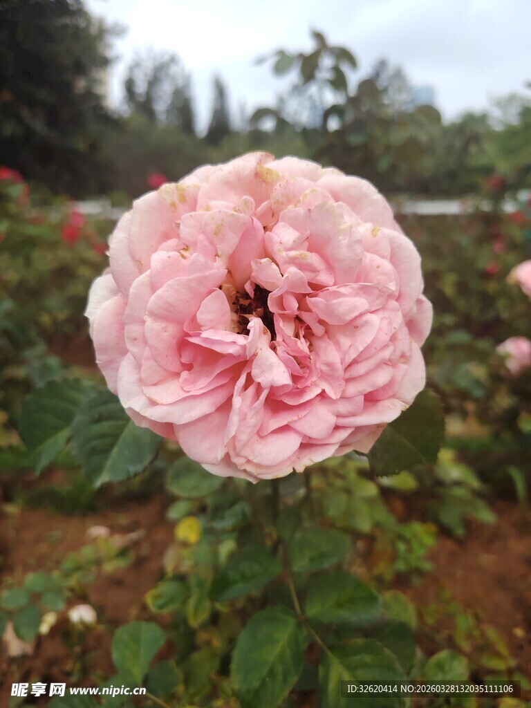 娇艳粉色玫瑰绽放