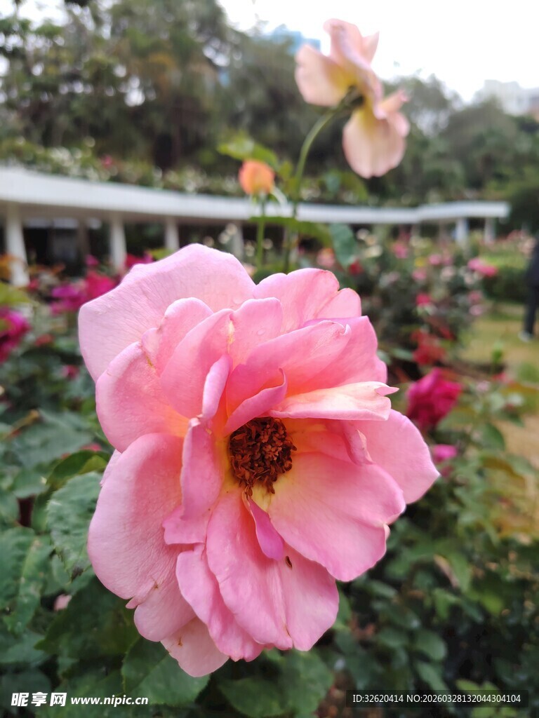 娇艳粉色玫瑰绽放花园