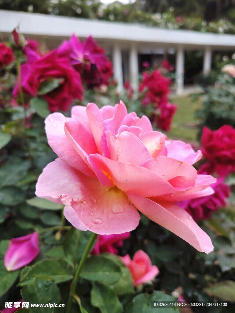 月季花