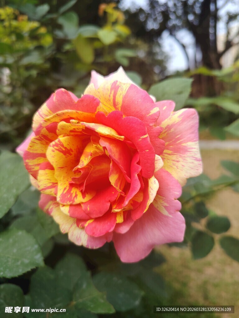 多彩月季花