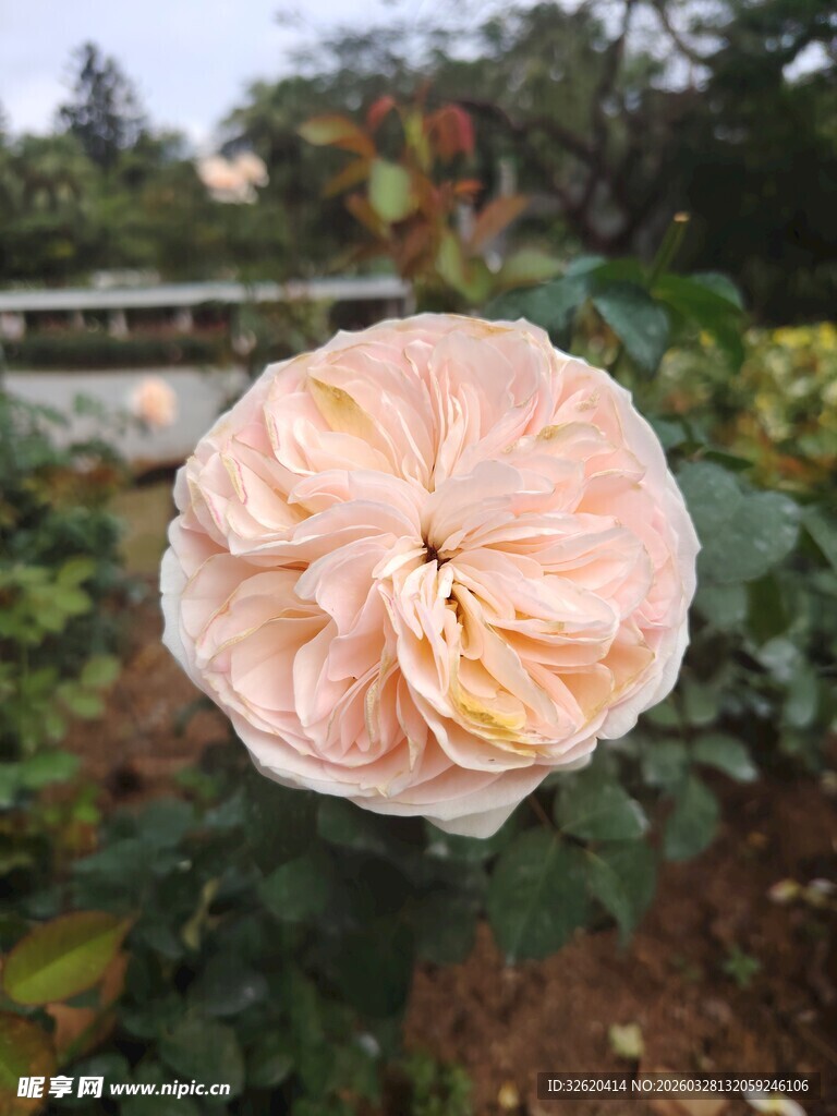 月季花