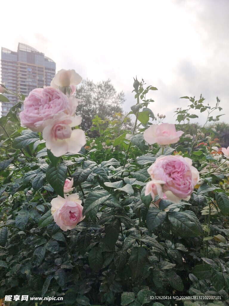 月季花