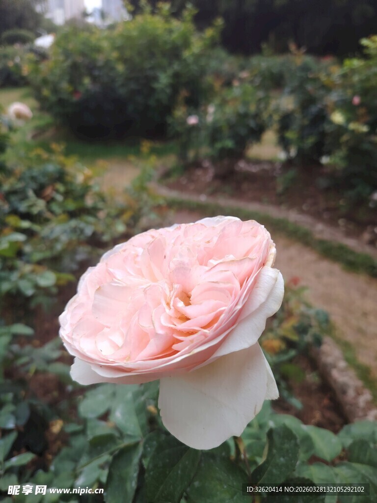 娇艳粉色玫瑰绽放花园
