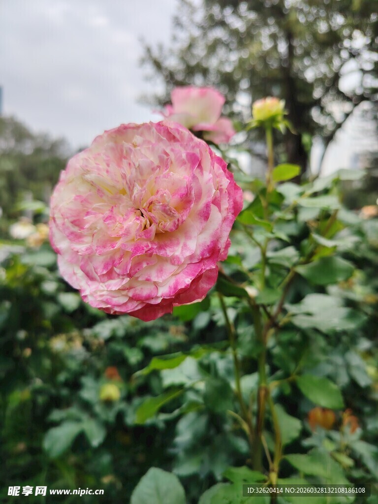 月季花